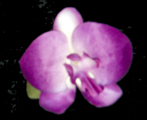 Orchid Hair Clips