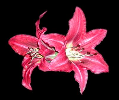 Tiger Lilly Hair Clip
