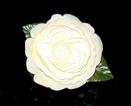 Yellow Rose